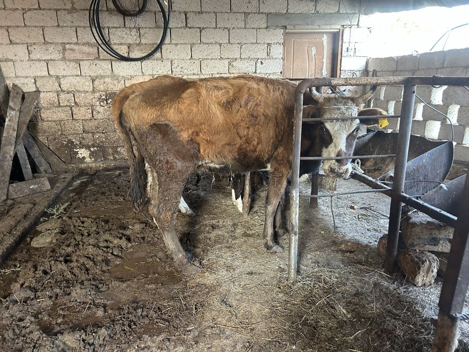 Жас сиырлар сатылады