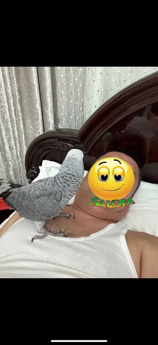 Горот Ташкент  продажа
