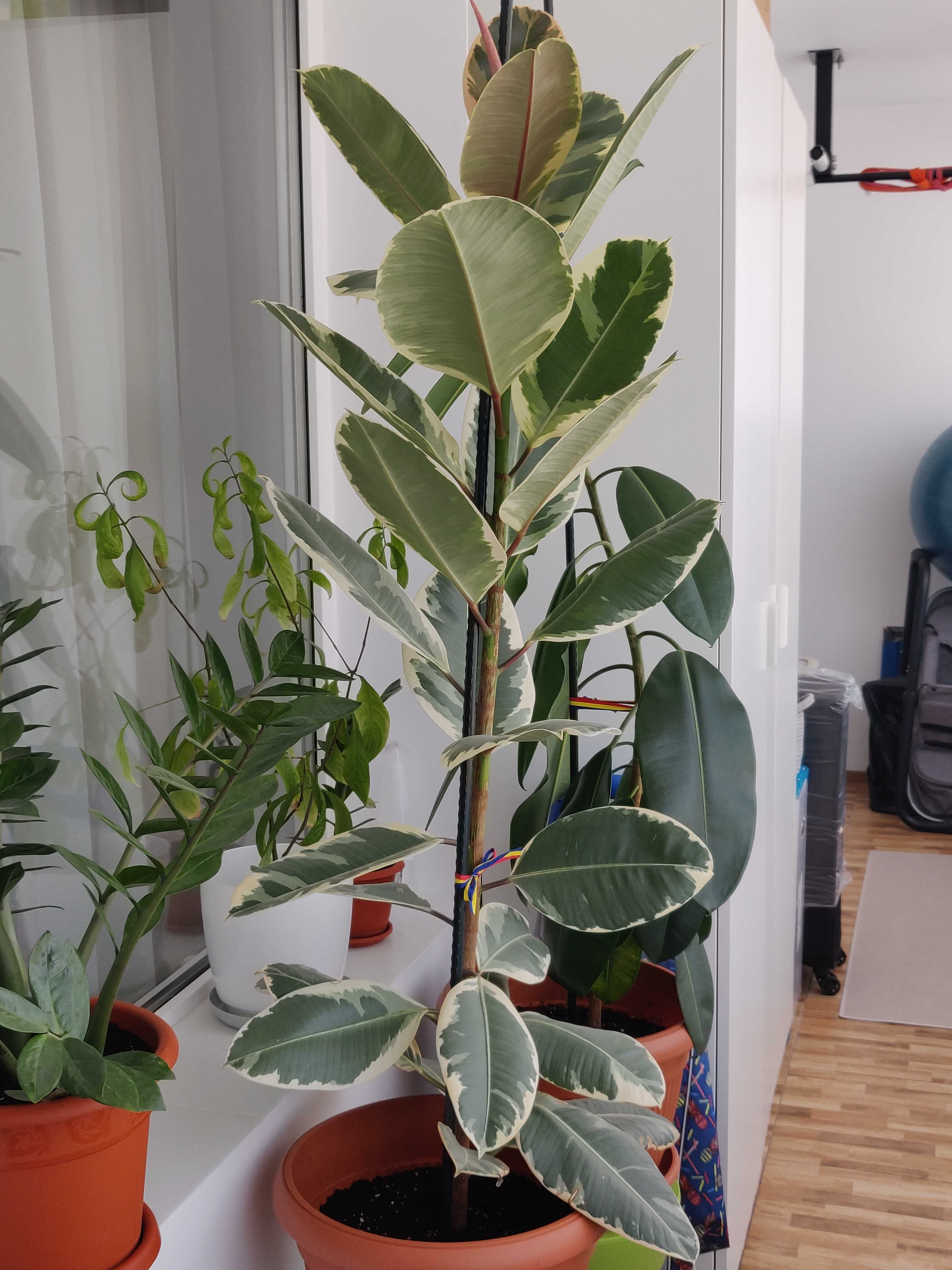 Ficus cu inaltimea peste 1m- Planta de apartament