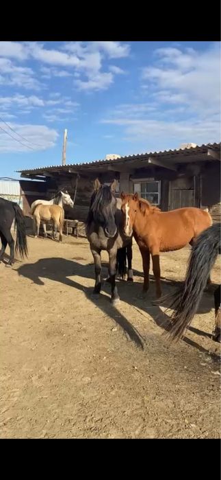 Жабағылар сатылады жабағы