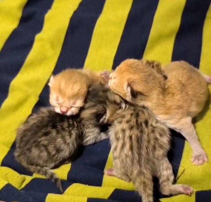 Skotsh fold va skotsh fuld. Ikki xaftada sotuvga tayyor boladi