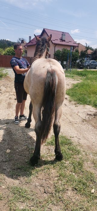 Vând mânz de un an și 5 luni
