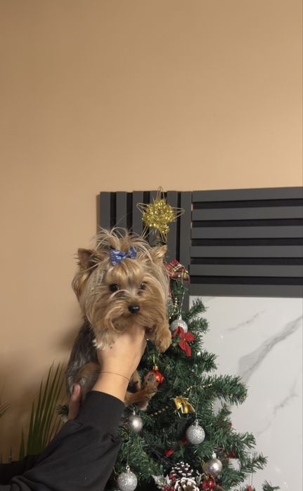 Йоркширски териер