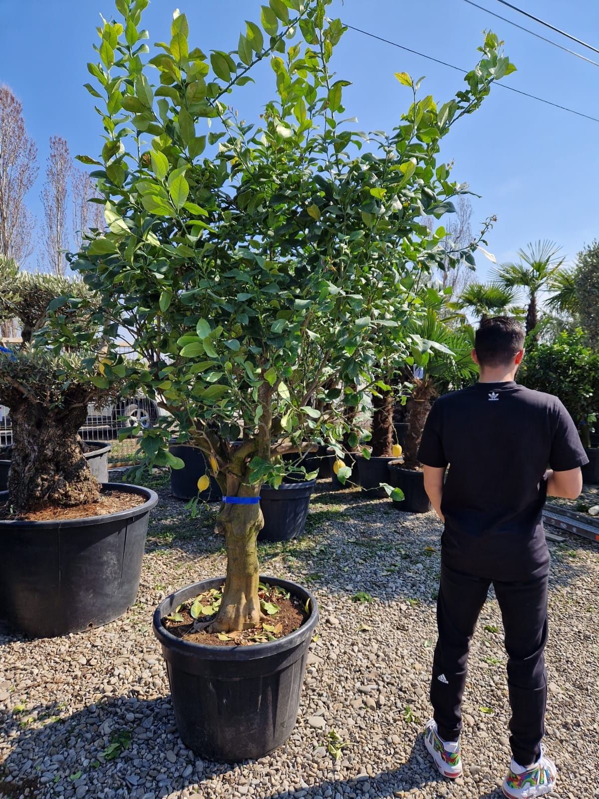 Vand palmieri,  plante exotice, bambus, lămâi, portocal, mandarin tei