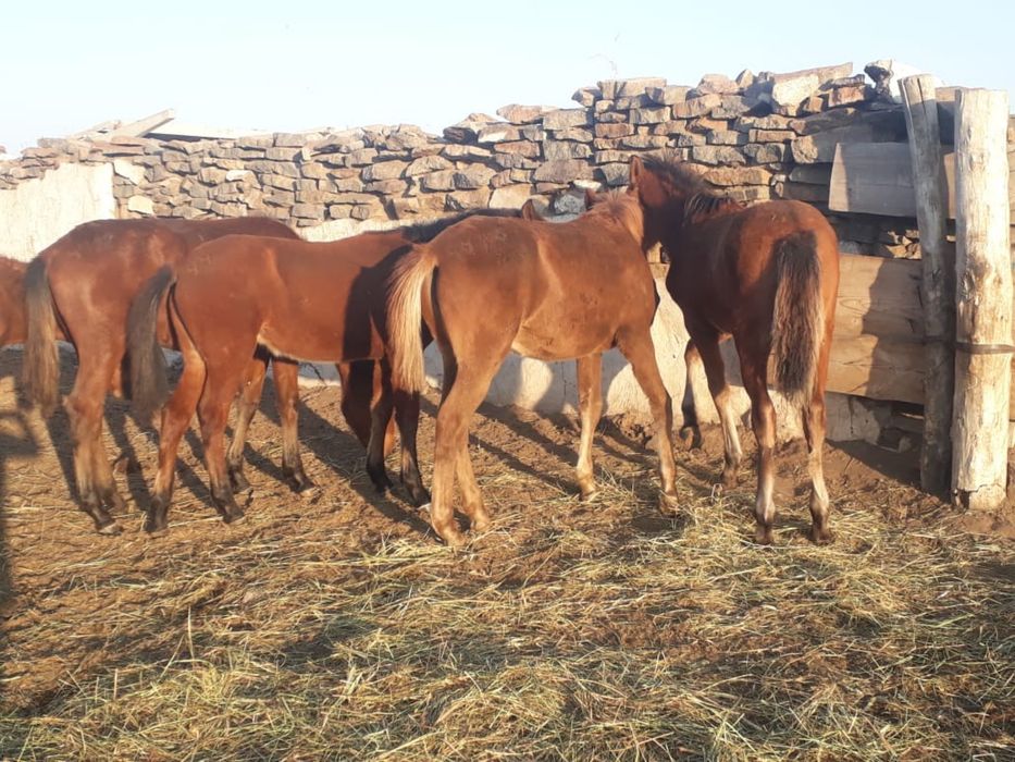 Продаю срочно еркек жабагы