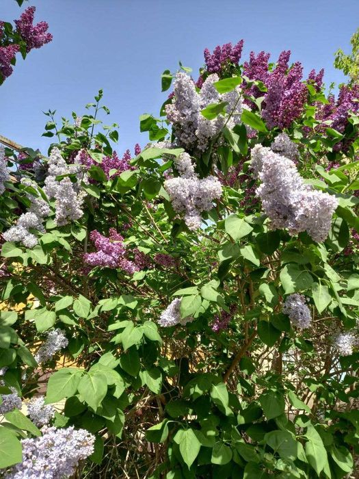 SIREN ko'chatlari bor!