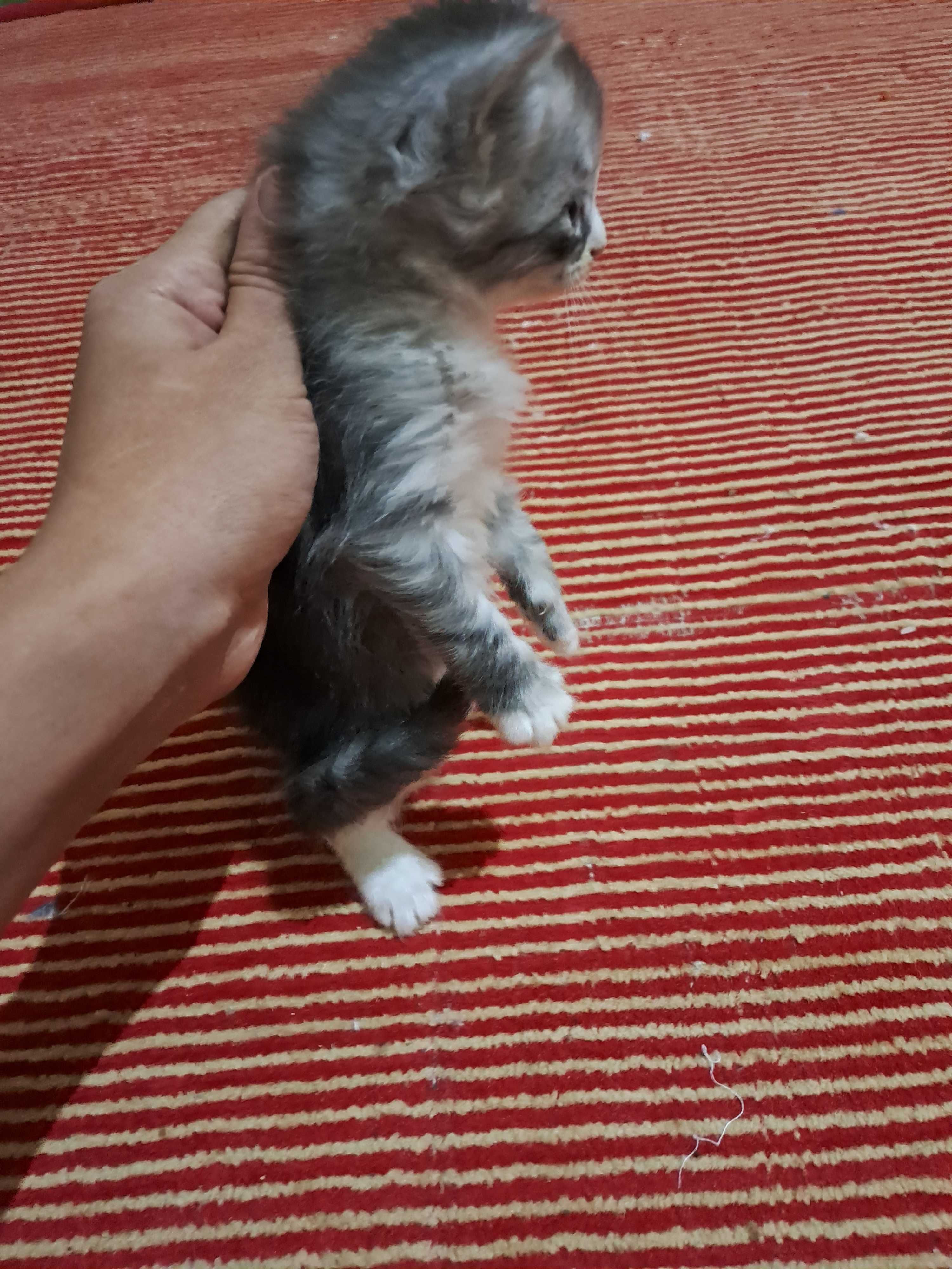 котята в Ургенче