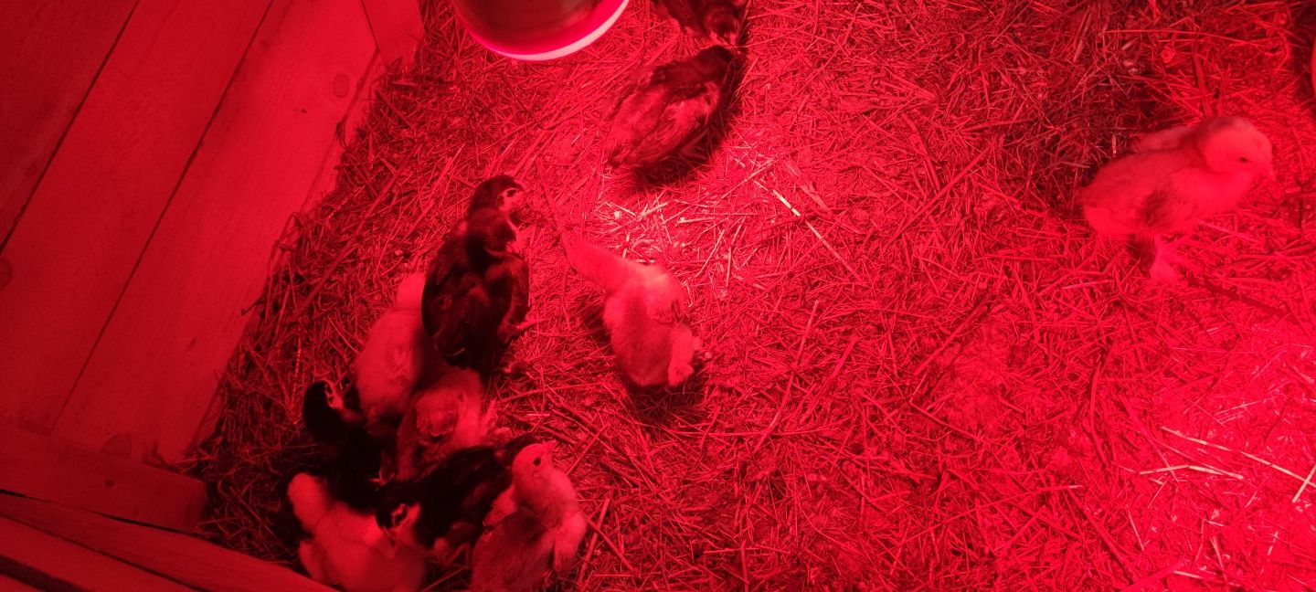 Pui de rasă, brahma porțelan, ,australorp negru