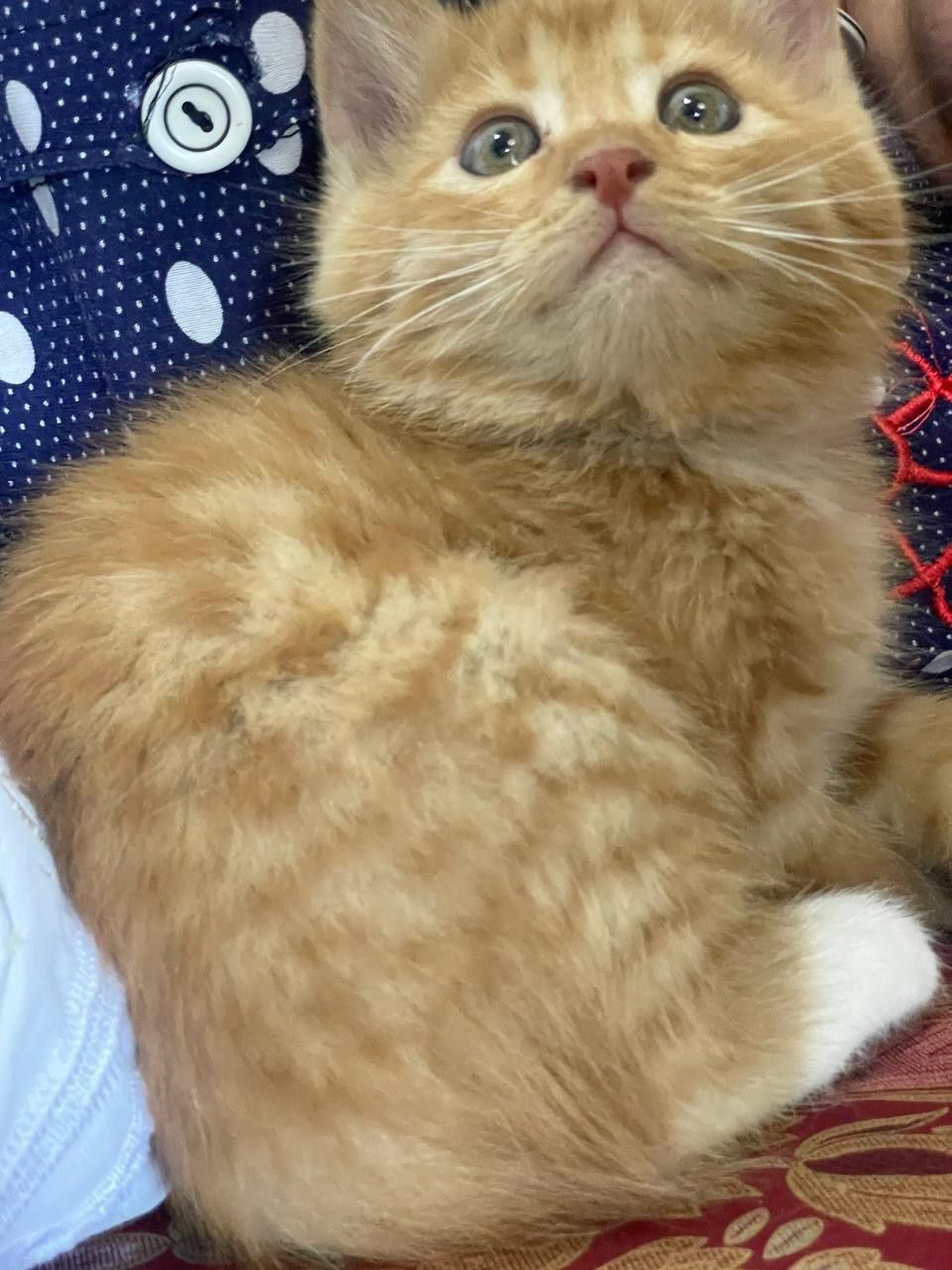 Продаётся котёнок