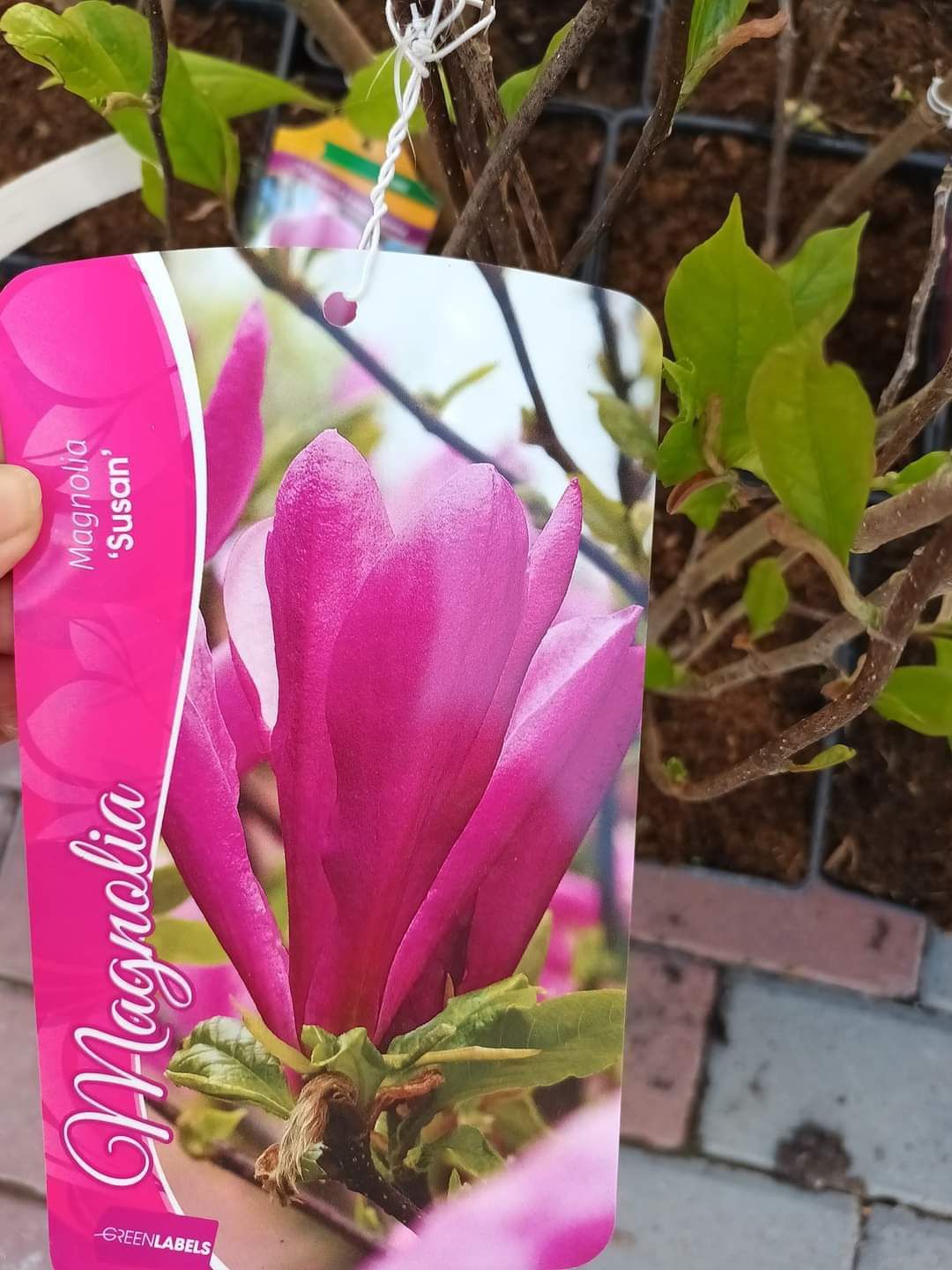 Vind magnolia la ghiveci