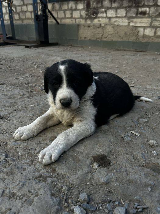 Щенок, 2,5 месяца