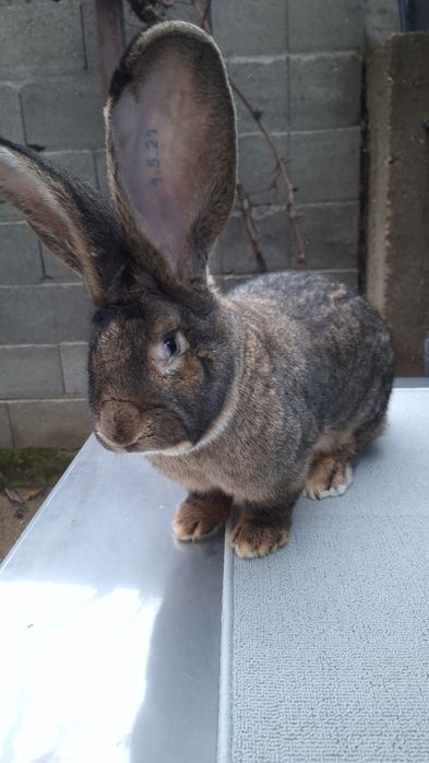 Mascul uriaș german gri