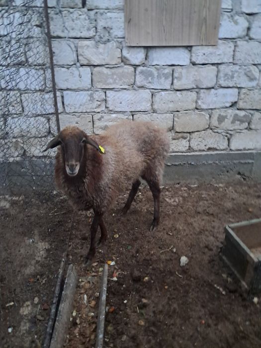 Жемде тұрған қой сатылады