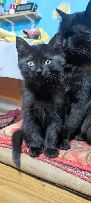 Котенок девочка в добрые руки