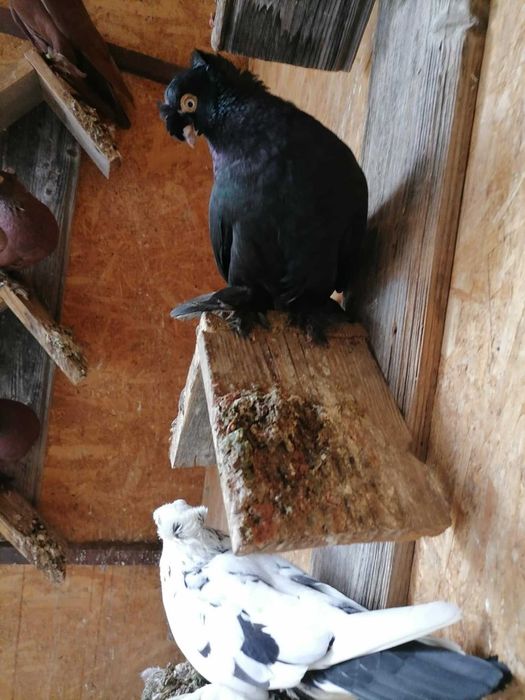 Vand porumbei rasa jucatori de Botosani