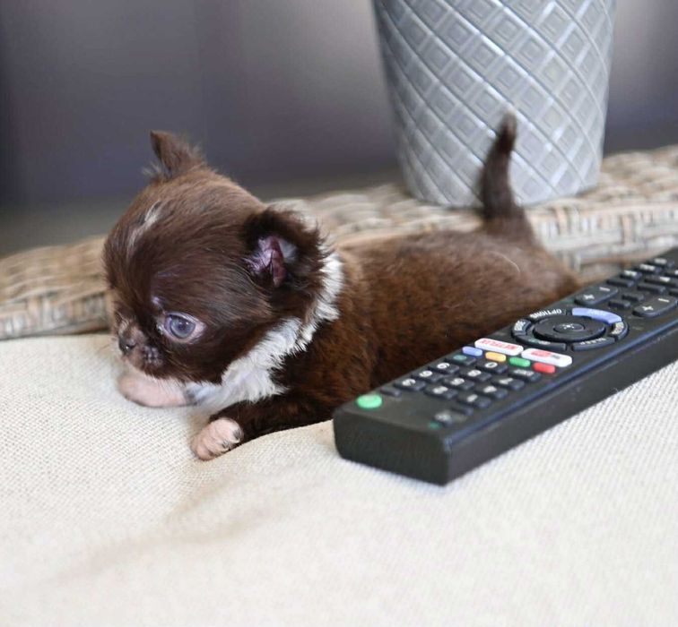 Мъжко дългокосместо мниатюрно шоколадово чихуахуа