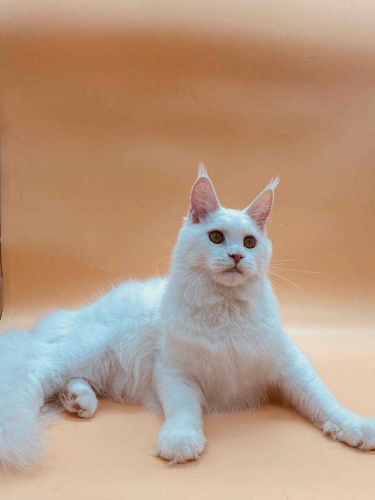 Pisica Femela Maine Coon cu pedigree (WCF AUTORIZATA) Livrare
