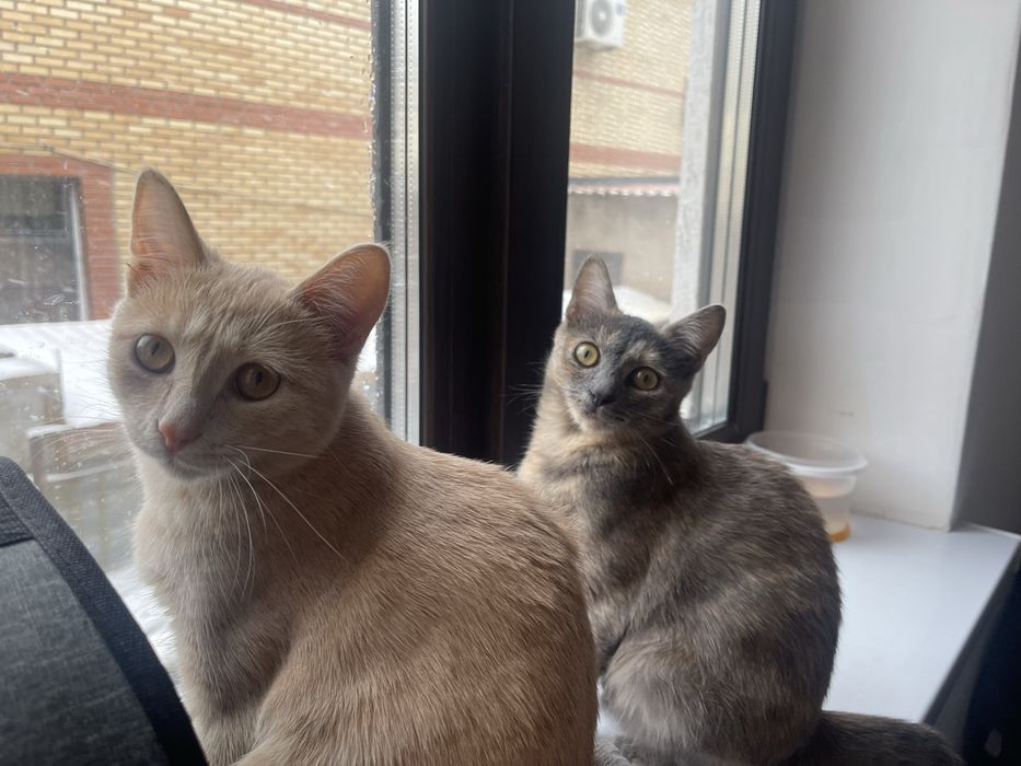 Отдам кошек в добрые руки