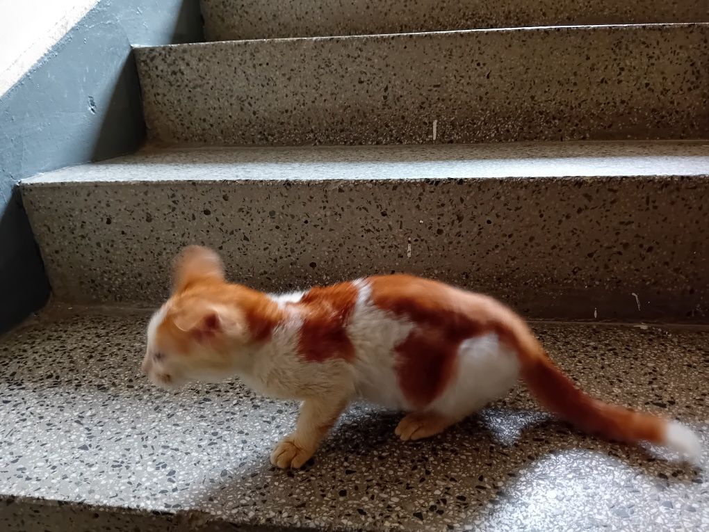 Подаряваме котенце