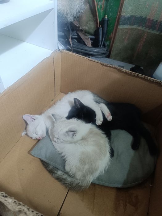 Отдам бесплатно котят