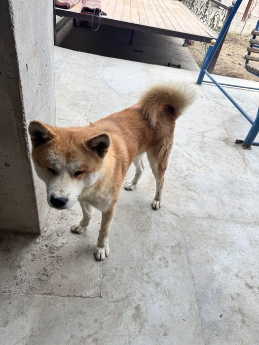 Akita inu 3 mln toza qon