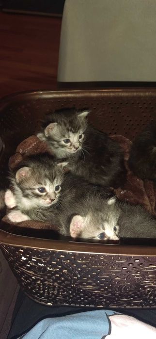 Подарявам Пухкави котета