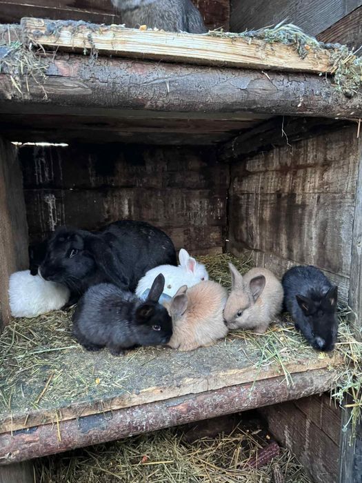 Vand iepuri  diferite mărimi