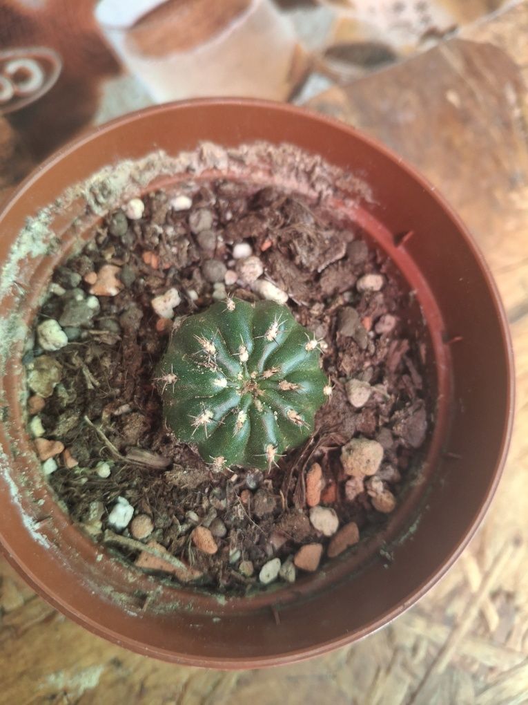 Vand pui de cactusi .10 lei bucata.