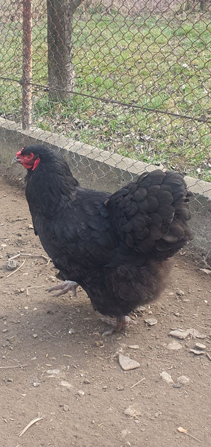 Cochinchina uriaș