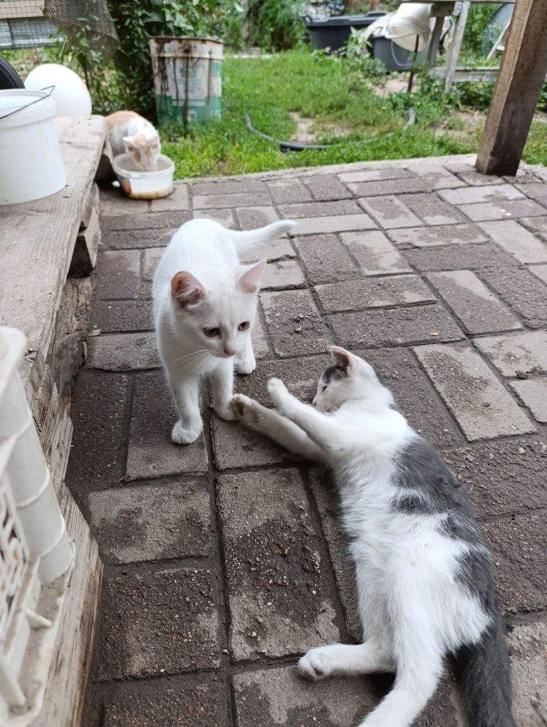 Отдам бесплатно котят мышаловов
