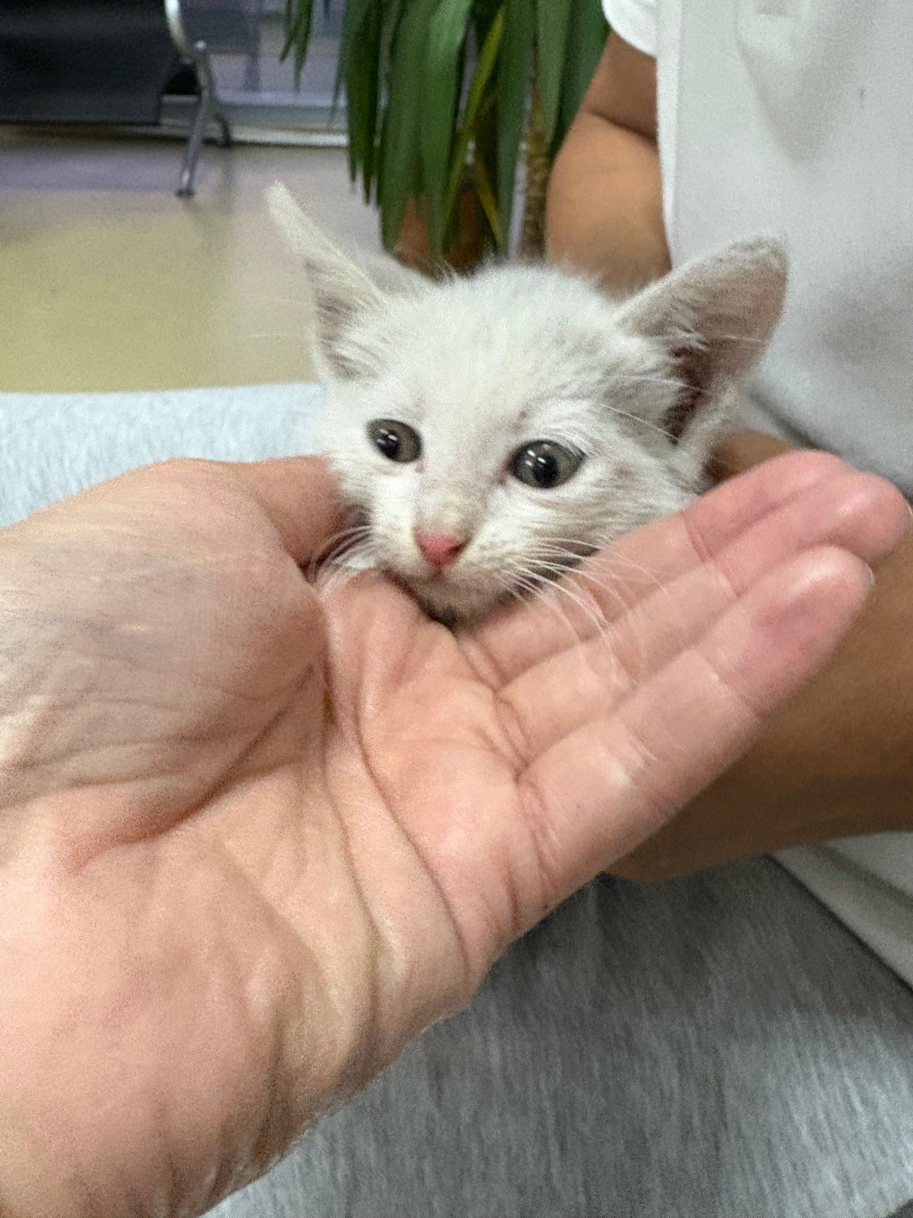 Motănel spre adoptie