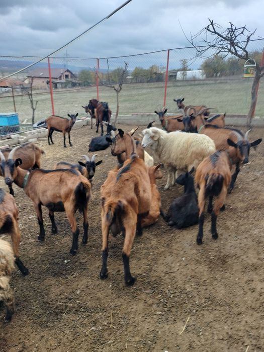 Capre alpine de vânzare