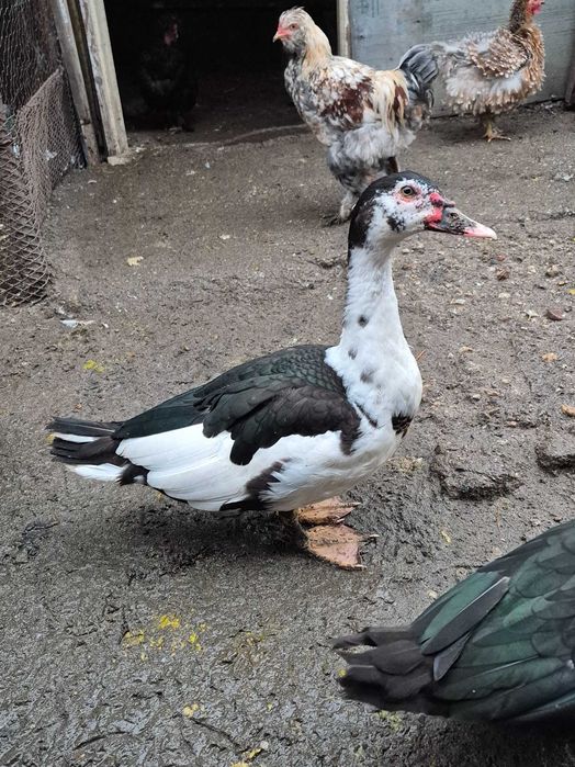 Cocosi motati si ratoi lesesti 2025