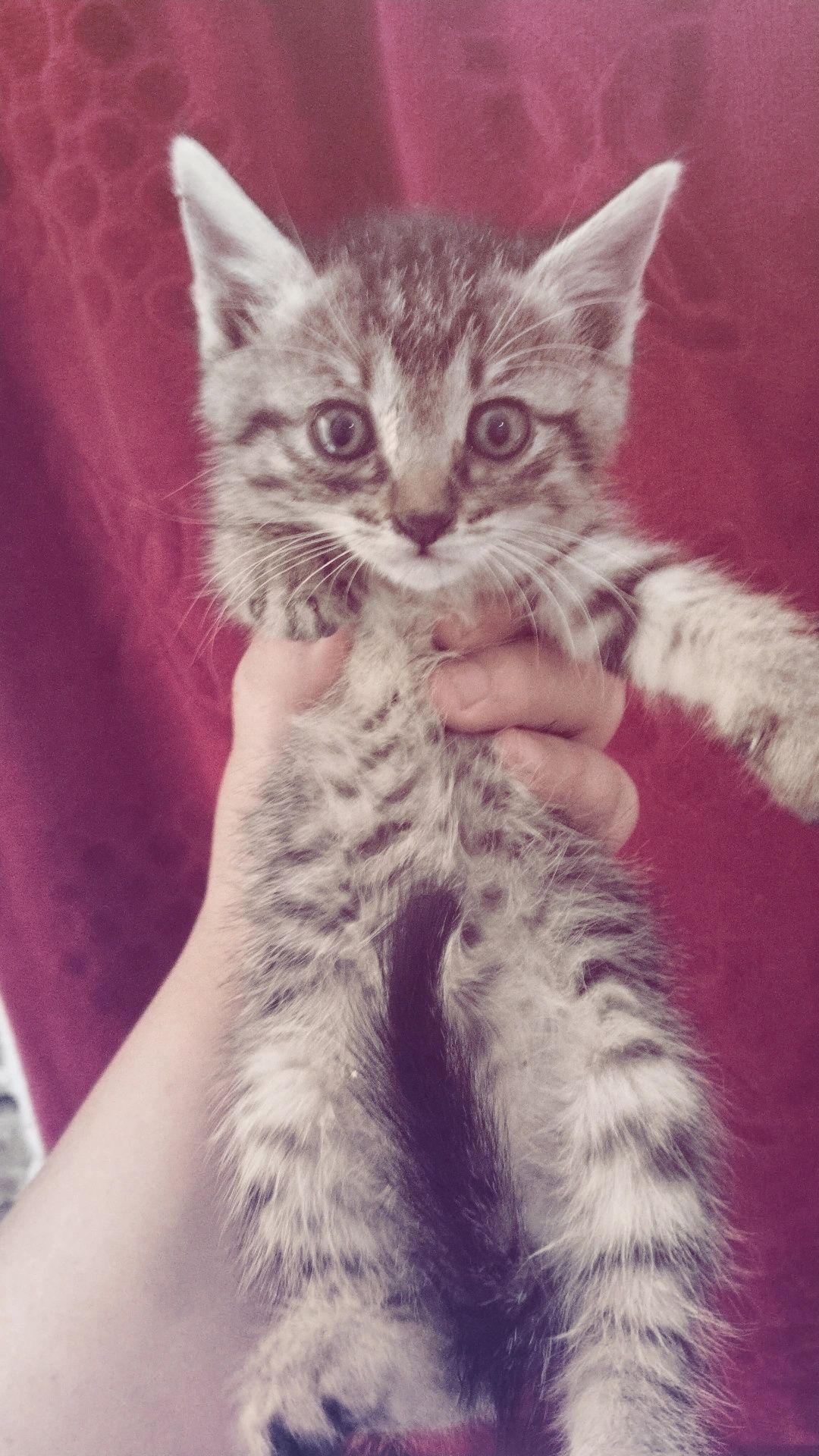 Mushukca 1,5 oyli