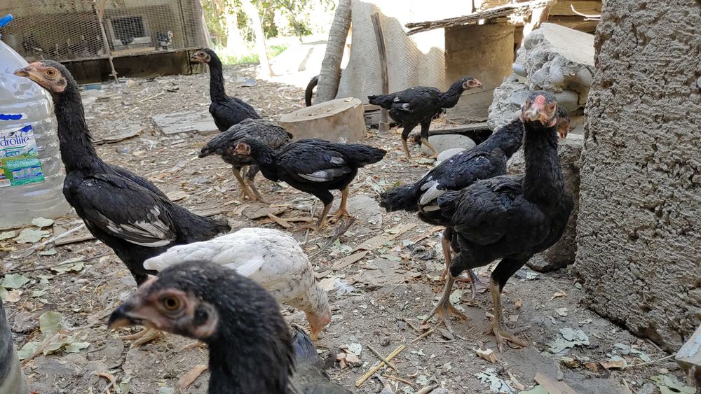 КО ШАМО японка хуроз жужалари сотилади