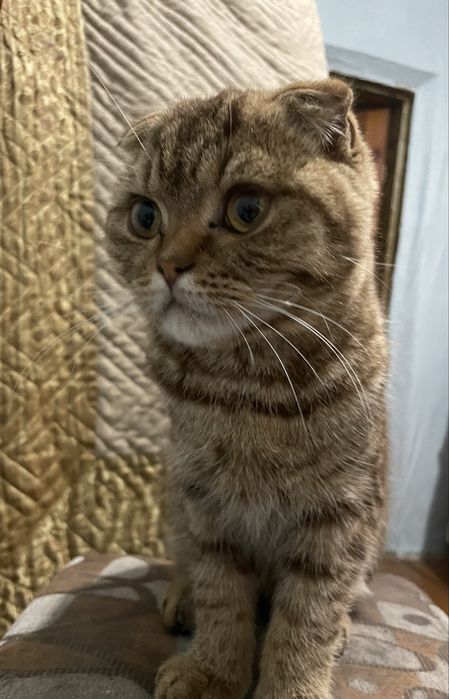 Шотландская вислоухая