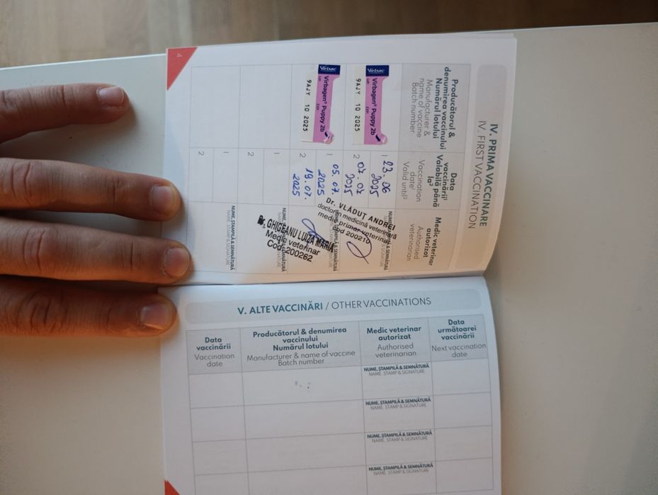 Cățel labrador caută stăpân