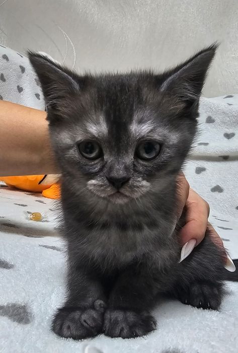 Котятки вислоухие