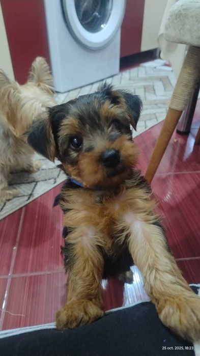 De vânzare caței York shire terrier