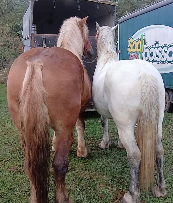 Vând doi cai urgent