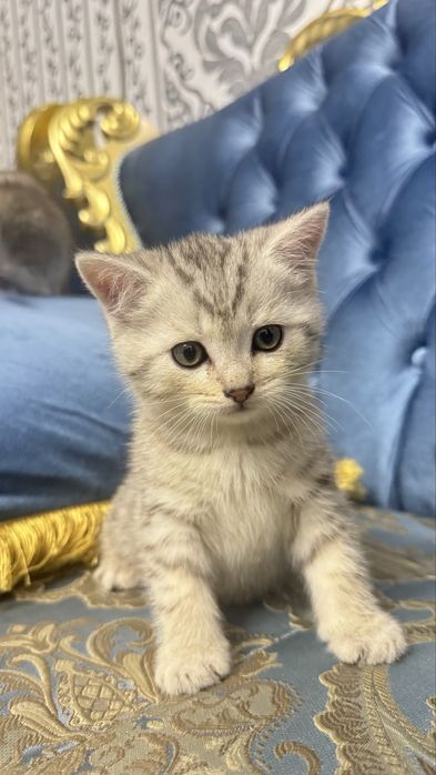 britan Shinshilla bolasi scottish