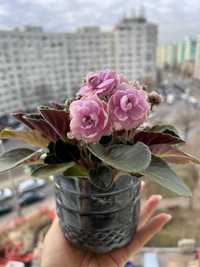 Violete de Parma roz (neinflorita)- „Violeta africana” - Saintpaulia