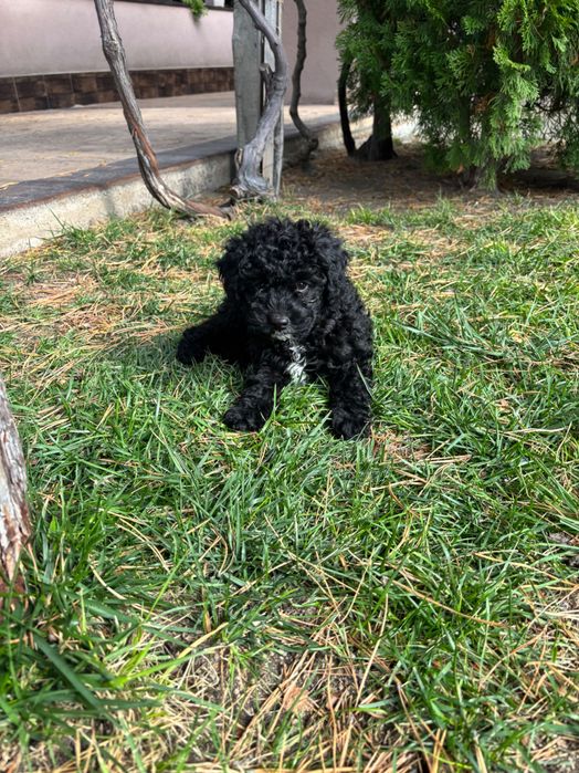 Кавапу & Cavapoo