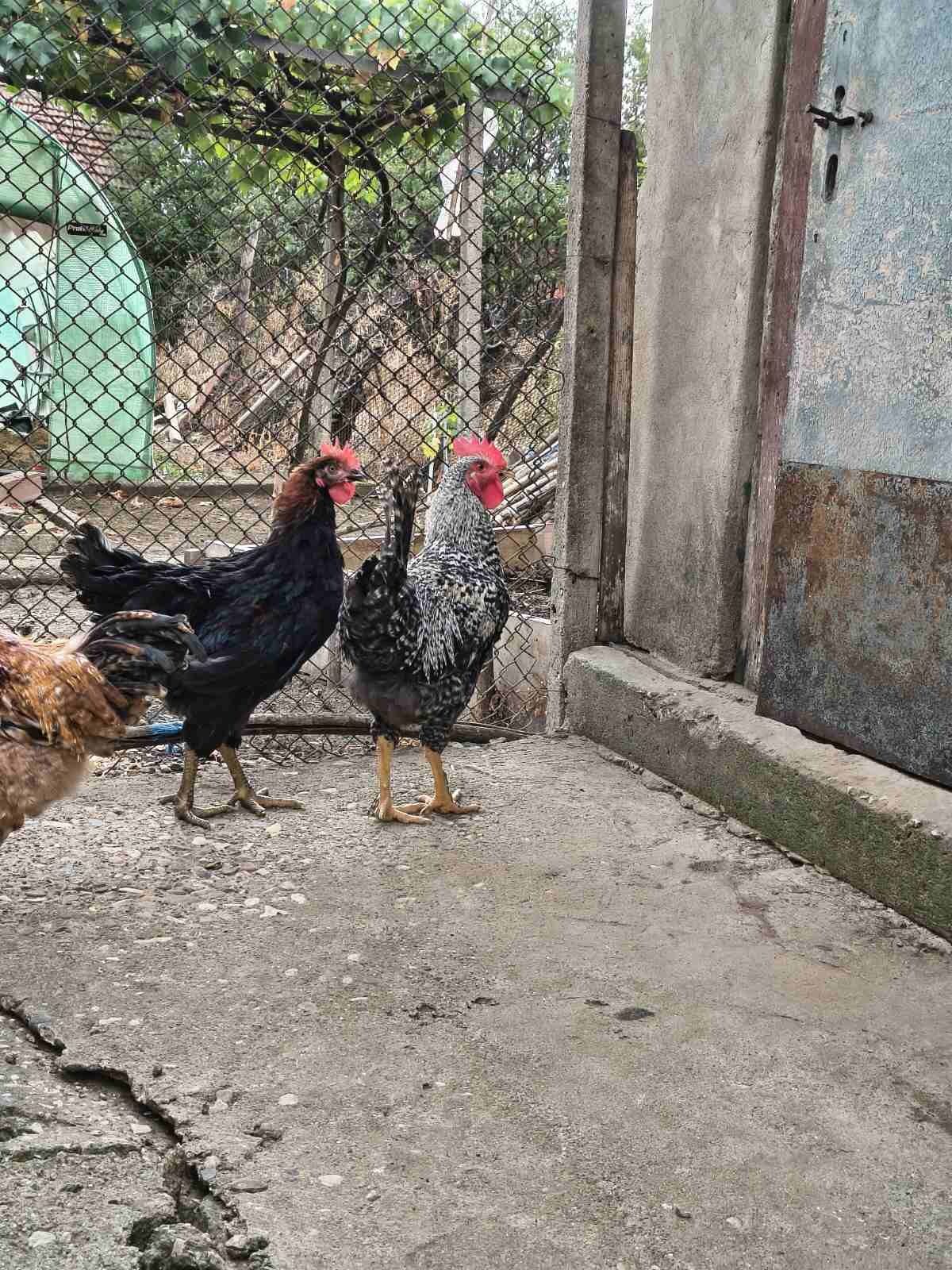 Продавам млади петли