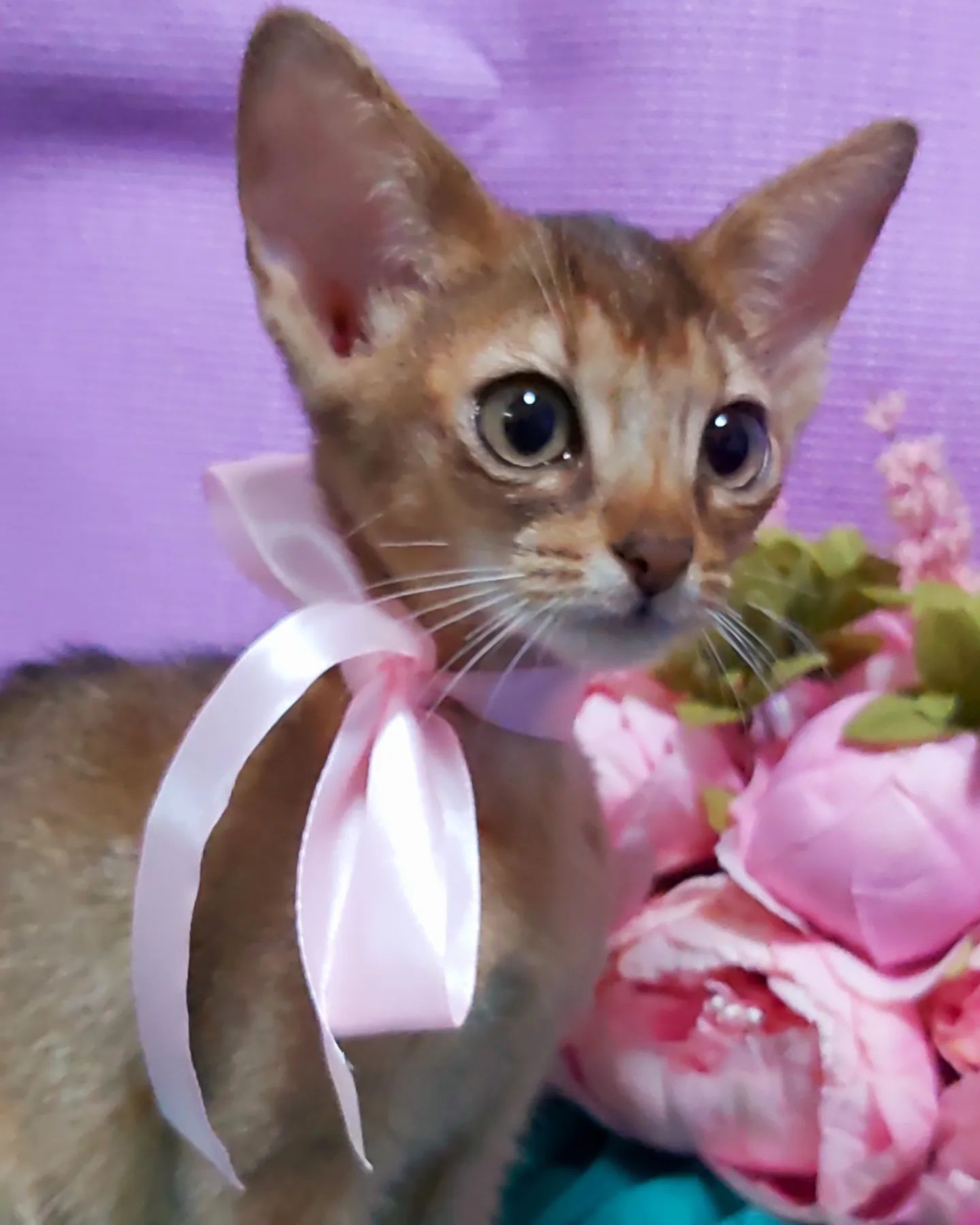 Kittens ABYSSINIAN ! КОТЯТА Абиссинской породы