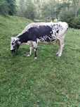De vânzare.Vaca gestantă