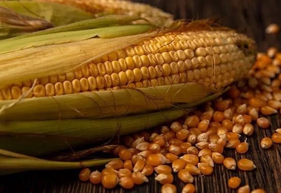 Porumb producție 2025