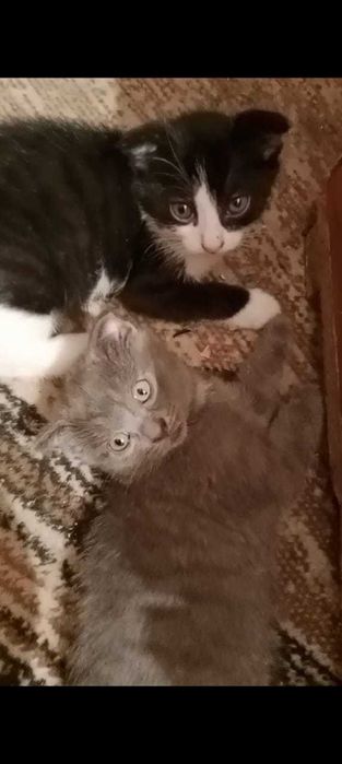 Котята ищут добрые руки