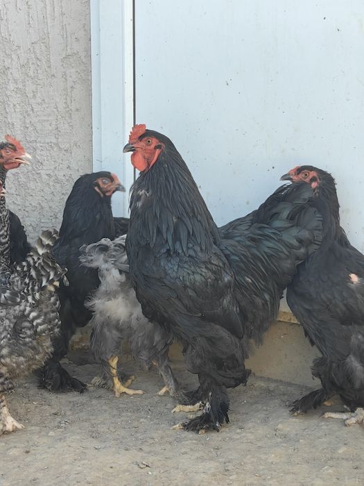 Продам породистых кур петух брама