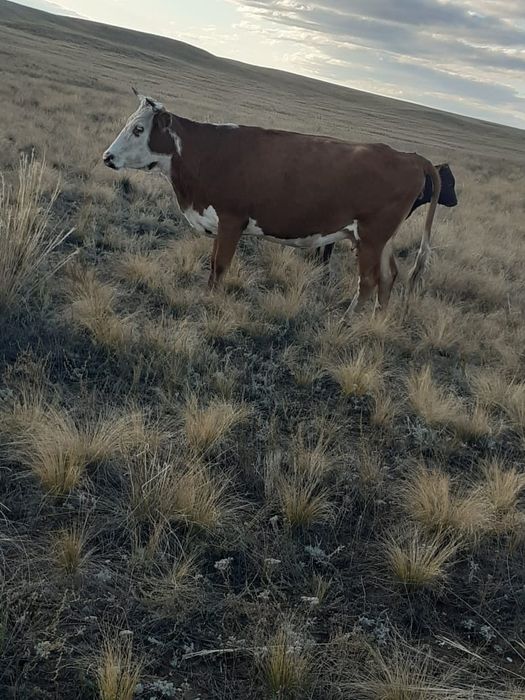 Корова на продажу